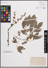 Foto von Salix cinerea L. x Salix nigricans Sm.